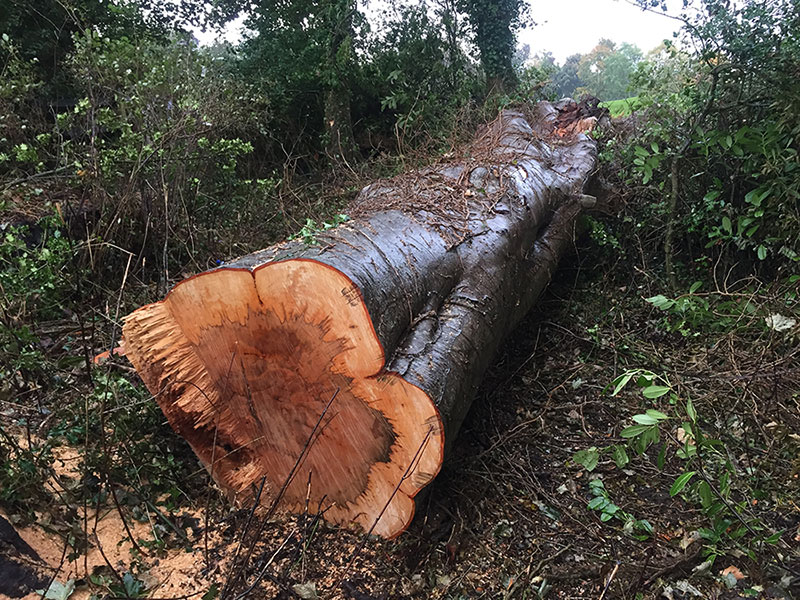 Tree felling and clearance