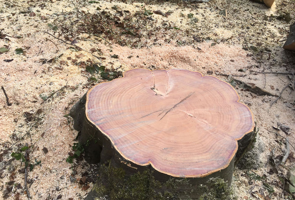 Tree stump after being professionally cut down